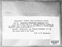 Image of Aspicilia epiglypta